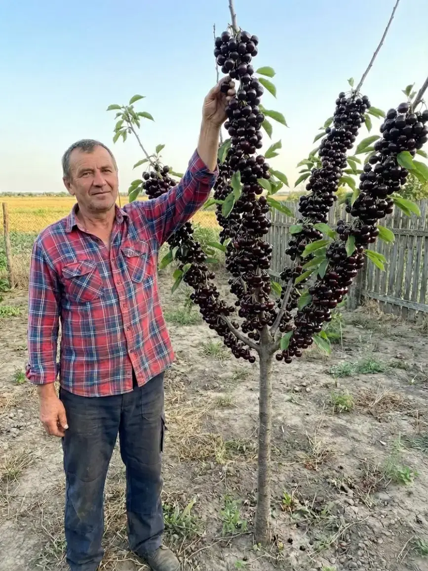 Дерево черешні з урожаєм