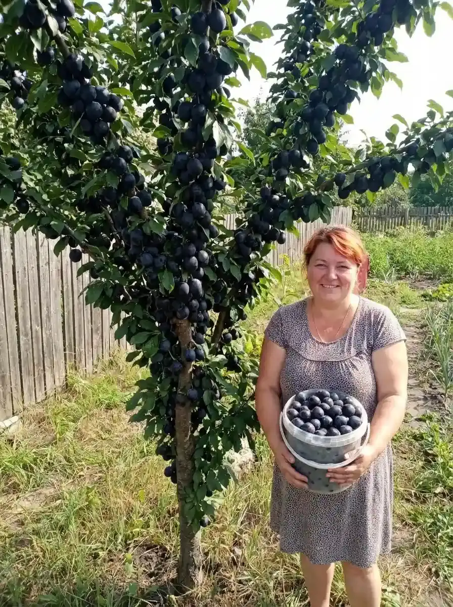 Скорпіон проти звичайних слив